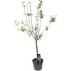 Pommier Jonagold : Gobelet 3 Ans D'âge Ctr 12 Litres -VIDA Plantes Magasin 37759 002