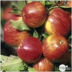 Pommier Jonagold : Gobelet 3 Ans D'âge Ctr 12 Litres -VIDA Plantes Magasin 37759 004