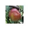 Pommier Melrose : ½ Tige, 4-5 Ans, H 170-180 Cm -VIDA Plantes Magasin 37765 005