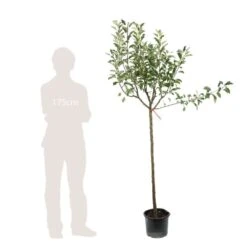 Pommier Melrose : ½ Tige, 4-5 Ans, H 170-180 Cm -VIDA Plantes Magasin 37765 007