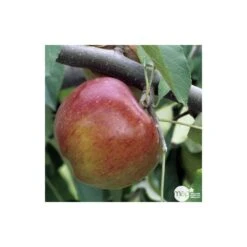 Pommier Melrose : Gobelet 3 Ans D'âge Ctr 12 Litres -VIDA Plantes Magasin 37769 004