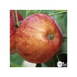 Pommier Reine Des Reinettes : Gobelet 3 Ans D'âge Ctr 12 Litres -VIDA Plantes Magasin 37779 004