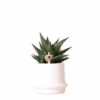 Haworthia Limifolia Et Son Cache-pot Blanc - H16cm, ø9cm - Plante D'intérieur -VIDA Plantes Magasin 3781bb72239b6eca