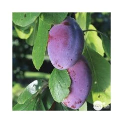 Prunier Quetsche D'Alsace : ½ Tige, 4-5 Ans, H 170-180 Cm -VIDA Plantes Magasin 37821 003