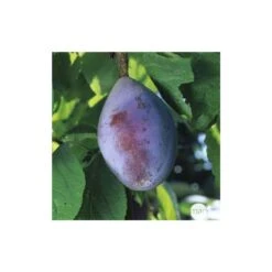 Prunier Quetsche D'Alsace : ½ Tige, 4-5 Ans, H 170-180 Cm -VIDA Plantes Magasin 37821 005