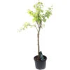 Prunier Quetsche D'Alsace : Gobelet 3 Ans D'âge Ctr 12 Litres -VIDA Plantes Magasin 37823 002
