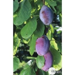 Prunier Quetsche D'Alsace : Gobelet 3 Ans D'âge Ctr 12 Litres -VIDA Plantes Magasin 37823 003