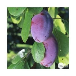 Prunier Quetsche D'Alsace : Gobelet 3 Ans D'âge Ctr 12 Litres -VIDA Plantes Magasin 37823 004