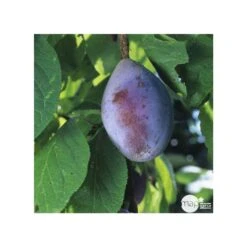 Prunier Quetsche D'Alsace : Gobelet 3 Ans D'âge Ctr 12 Litres -VIDA Plantes Magasin 37823 006