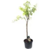 Prunier Reine-Claude D'Oullins : Gobelet 3 Ans D'âge Ctr 12 Litres -VIDA Plantes Magasin 37837 004