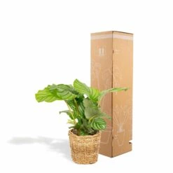 Calathea Orbifolia Et Son Panier Naturel - H40cm, ø14 Cm - Plante D'intérieur -VIDA Plantes Magasin 3804fcc636f2001e