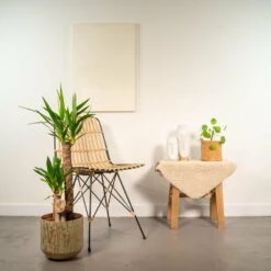 Yucca Et Son Cache-pot Doré - H100cm, ø21cm - Très Grande Plante D'intérieur -VIDA Plantes Magasin 385b4fe1d663551d