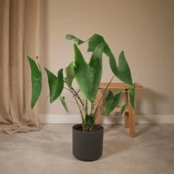Alocasia Zebrina - H75cm, ø19cm - Grande Plante D'intérieur -VIDA Plantes Magasin 38947a86749e715a