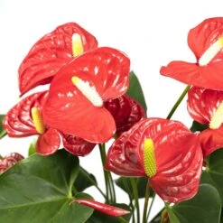 Anthurium Rouge - H55cm, ø17cm - Plante D'intérieur -VIDA Plantes Magasin 38b54ea20ca73bf4
