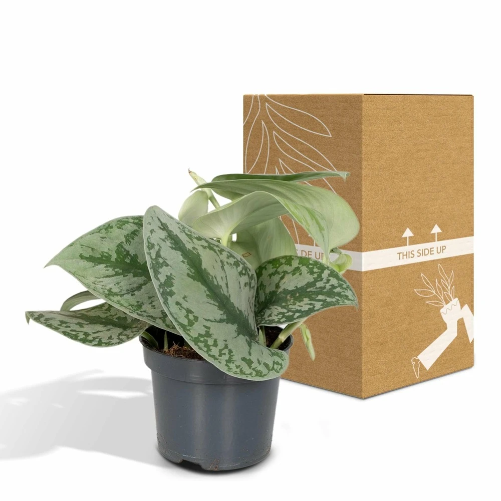 Pothos Scindapsus Pictus Epipremnum - H15cm, ø12cm - Plante D'intérieur Tombante 7 Pothos Scindapsus Pictus Epipremnum - H15cm, ø12cm - Plante D'intérieur Tombante – Image 5