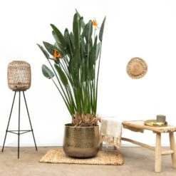 Strelitzia Reginae Xl - H160cm, ø35cm - Très Grande Plante D'intérieur -VIDA Plantes Magasin 38e6d6b2464c46b5