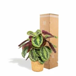 Calathea Médaillon Et Son Panier Naturel - H65cm, ø19cm - Plante D'intérieur -VIDA Plantes Magasin 39375a6afe5bd28e