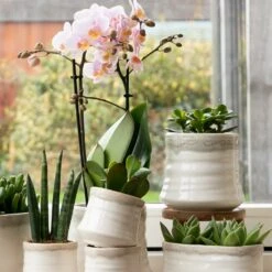 Crassula - H11cm, ø6cm - Plante D'intérieur -VIDA Plantes Magasin 395bb3a15339b15d