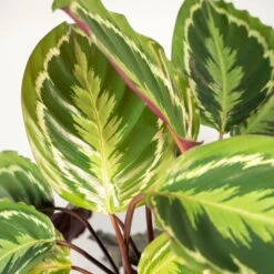 Calathea Medallion - H65cm, ø19cm - Plante D'intérieur -VIDA Plantes Magasin 39e599efe106b913