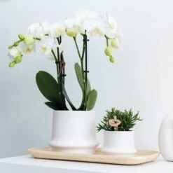 Haworthia Limifolia Et Son Cache-pot Blanc - H16cm, ø9cm - Plante D'intérieur -VIDA Plantes Magasin 3a03b9ee4640e1d9