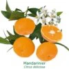 Mandarinier Bio Tailles:pot De 3 Litres, Hauteur 30/40 Cm -VIDA Plantes Magasin 3b50179d2647d97b
