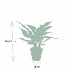 Aglaonema Maria - H30cm, ø12cm - Plante D'intérieur -VIDA Plantes Magasin 3baf4ef3152d85dd