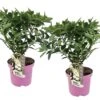 Set De 2 Hortensias Confetti - Pot â19 Cm - H. 20-30cm (hauteur Pot Incluse) 2 Set De 2 Hortensias Confetti - Pot â19 Cm - H. 20-30cm (hauteur Pot Incluse) -VIDA Plantes Magasin 3c13cbb1f342dd69