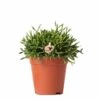 Rhipsalis Baccifera - H15cm, ø9cm - Plante D'intérieur -VIDA Plantes Magasin 3d871e1cd496dfc5