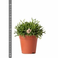 Rhipsalis Baccifera - H15cm, ø9cm - Plante D'intérieur -VIDA Plantes Magasin 3e1dfaec75687e9f