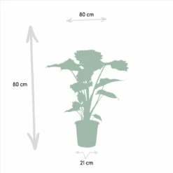 Alocasia Portodora - H80cm, ø21cm - Grande Plante D'intérieur -VIDA Plantes Magasin 3f23312ed24acc25