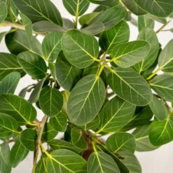 Ficus Benghalensis - H75cm, ø21cm - Grande Plante D'intérieur -VIDA Plantes Magasin 3f3b63b3e155378d