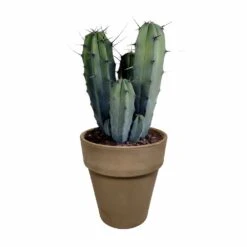 Myrtillocactus - H40cm, ø17cm - Plante D'intérieur Facile D'entretien 11 Myrtillocactus - H40cm, ø17cm - Plante D'intérieur Facile D'entretien -VIDA Plantes Magasin 3faa7c176cdf6c7b