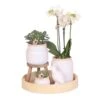 Ensemble Complet De Plantes Vertes Blanches Vintage Avec Orchidée Phalaenopsis Blanche Dans Un Pot Décoratif Vintage