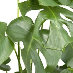 Monstera Deliciosa - H55cm, ø17cm - Plante D'intérieur -VIDA Plantes Magasin 403df5ce7a9af6ee