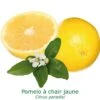 Pomelos A Chair Jaune Bio Tailles:pot De 3 Litres, Hauteur 30/40 Cm 2 Pomelos A Chair Jaune Bio Tailles:pot De 3 Litres, Hauteur 30/40 Cm -VIDA Plantes Magasin 41612e67e5322872