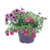Mélange D'annuelles C 4,6 L -VIDA Plantes Magasin 416362 001