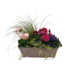 Jardinière De Bisannuelles Et Vivaces 40 Cm - Coloris Variables -VIDA Plantes Magasin 417571 004
