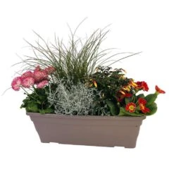 Jardinière De Bisannuelles Et Vivaces 40 Cm - Coloris Variables -VIDA Plantes Magasin 417571 005