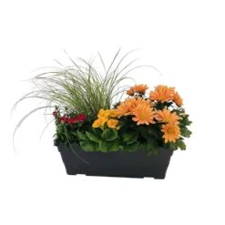 Jardinière De Bisannuelles Et Vivaces 40 Cm - Coloris Variables -VIDA Plantes Magasin 417571 007