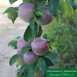 Pommier Colonnaire Chinon : Conteneur 12 Litres -VIDA Plantes Magasin 423700 001