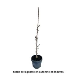 Pommier Colonnaire Chinon : Conteneur 12 Litres -VIDA Plantes Magasin 423700 004