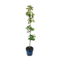 Pommier Colonnaire Chinon : Conteneur 12 Litres -VIDA Plantes Magasin 423700 1385548