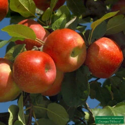 Pommier Ariane : Gobelet 3 Ans D'âge -VIDA Plantes Magasin 427320 001