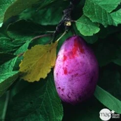 Prunier Quetsche Stanley : Demi Tige 5 Prunier Quetsche Stanley : Demi Tige -VIDA Plantes Magasin 427324 001