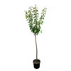 Prunier Quetsche Stanley : Demi Tige -VIDA Plantes Magasin 427324 002