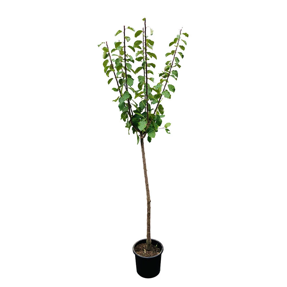 Prunier Quetsche Stanley : Demi Tige 3 Prunier Quetsche Stanley : Demi Tige