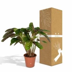 Calathea Flamestar - H75cm, ø19cm - Grande Plante D'intérieur -VIDA Plantes Magasin 42cf26d6aec70c6e
