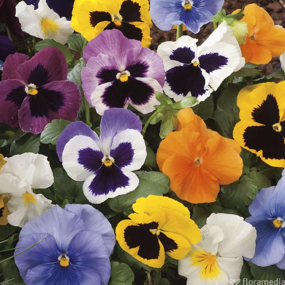 Pensée : Jardinière Colorée 40 Cm - Coloris Variables 4 Pensée : Jardinière Colorée 40 Cm - Coloris Variables – Image 2