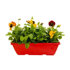 Pensée : Jardinière Colorée 40 Cm - Coloris Variables 10 Pensée : Jardinière Colorée 40 Cm - Coloris Variables -VIDA Plantes Magasin 431665 004