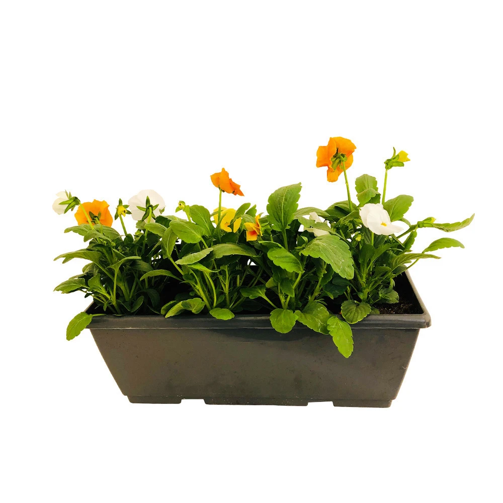 Pensée : Jardinière Colorée 40 Cm - Coloris Variables 7 Pensée : Jardinière Colorée 40 Cm - Coloris Variables – Image 5